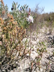 Asparagaceae