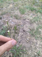 Hypochaeris albiflora