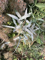 Erysiphe pisi
