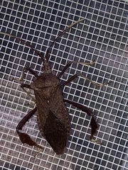 Acanthocephala terminalis