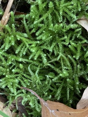 Eurhynchium striatum