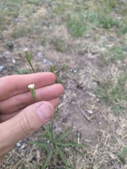 Hypochaeris albiflora