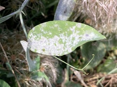 Erysiphe pisi