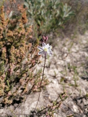 Asparagaceae