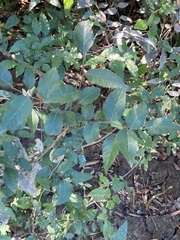 Planera aquatica