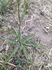 Hypochaeris albiflora
