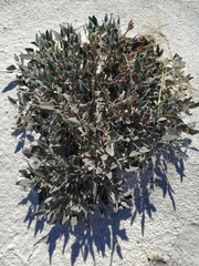 Abronia angustifolia