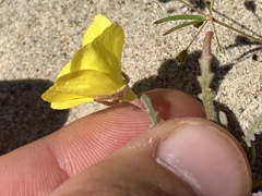 Eulobus sceptrostigma