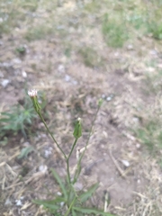 Hypochaeris albiflora