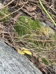 Dicranella heteromalla