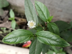 Eclipta prostrata