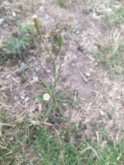 Hypochaeris albiflora