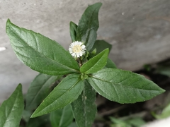 Eclipta prostrata