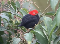 Ceratopipra mentalis