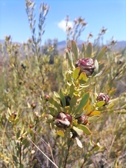 Leucadendron glaberrimum glaberrimum
