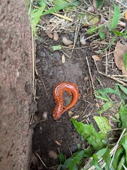 Pseudotriton ruber ruber