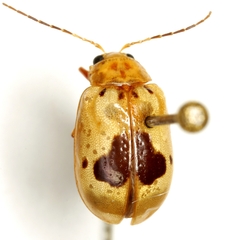 Acrocyum dorsalis