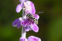 Ancistrocerus bustamente