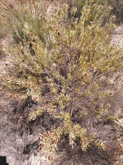 Leucadendron glaberrimum glaberrimum