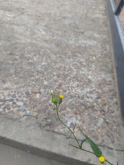 Hypochaeris chillensis