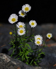 Erigeron hyssopifolius