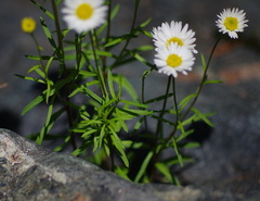 Erigeron hyssopifolius