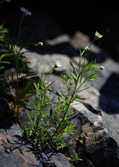 Erigeron hyssopifolius