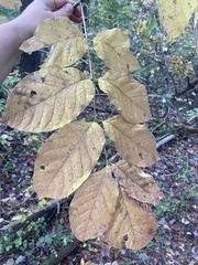 Fraxinus biltmoreana
