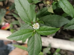 Eclipta prostrata