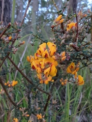 Pultenaea