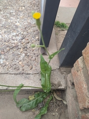 Hypochaeris chillensis