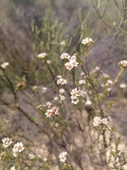 Diosma hirsuta