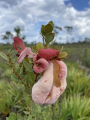 Exobasidium ferrugineae