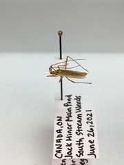 Megaloceroea recticornis