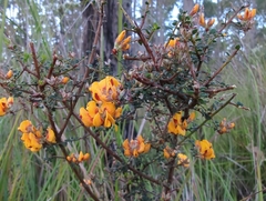 Pultenaea