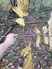 Fraxinus biltmoreana