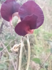 Macroptilium atropurpureum