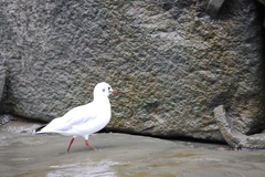 Chroicocephalus ridibundus