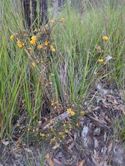 Pultenaea