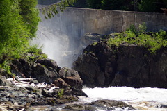 Erigeron hyssopifolius