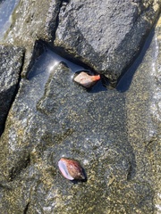 Calcinus californiensis