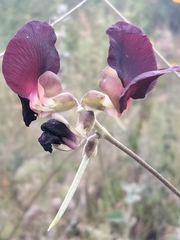 Macroptilium atropurpureum