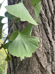 Ginkgo