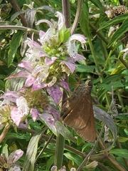 Asbolis capucinus