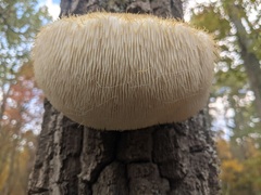 Hericium erinaceus