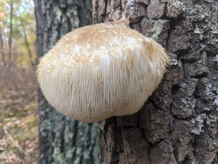 Hericium erinaceus