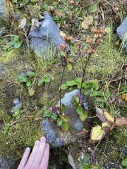 Leptarrhena pyrolifolia