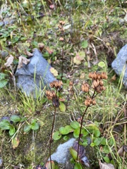 Leptarrhena pyrolifolia