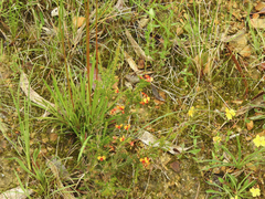 Dillwynia phylicoides
