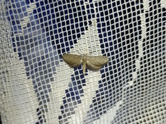 Idaea volloni